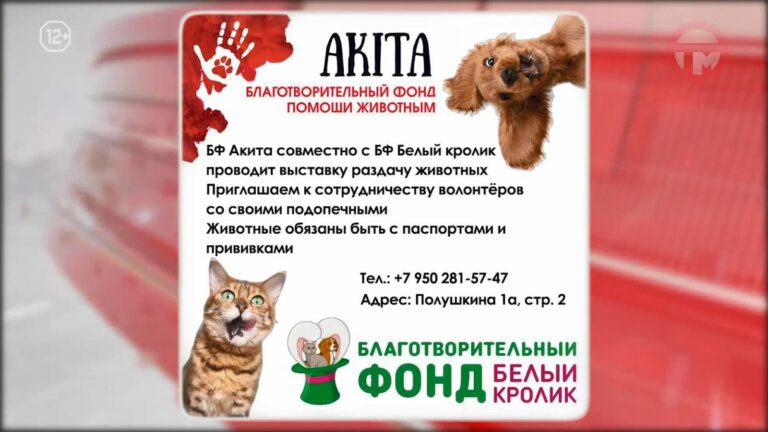 🐾 Благотворительный праздник для помощи четвероногим друзьям