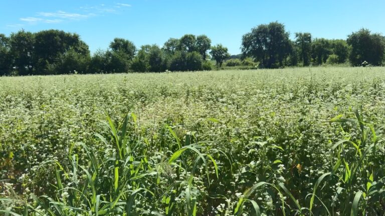 🌾 Урожай, мёд и польза для земли: в Пуциловке выращивают гречиху