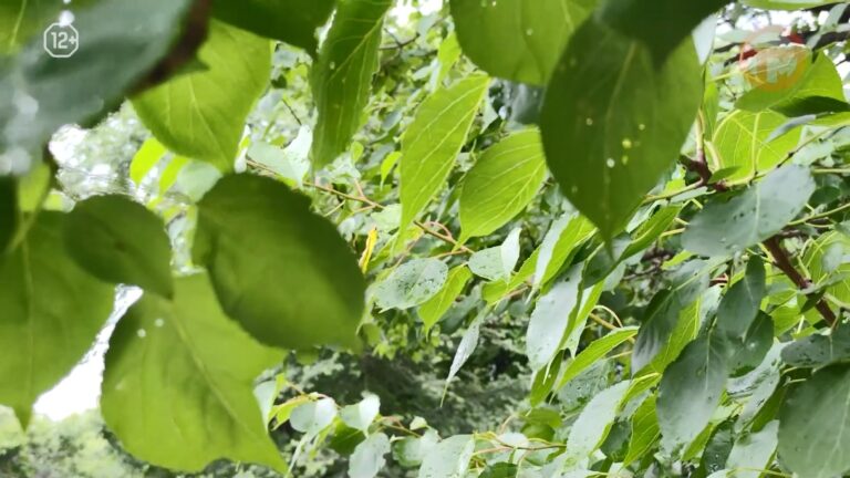 🌦 От дождей к солнцу: Приморье ждут переменчивые выходные