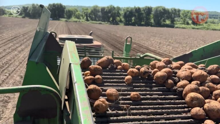 🥔 На 5 тонн с гектара больше, чем в прошлом году — в Уссурийском округе собирают картофель