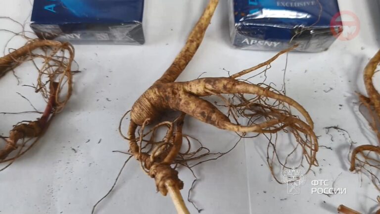 🌱 Женьшень в пачках из-под сигарет: на границе задержали контрабандиста