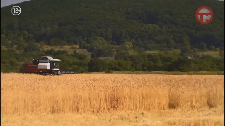 🌾 Урожай зерновых в Уссурийском округе вырос почти на 40%
