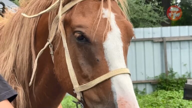 🐎 Конь для казака — больше, чем друг: в Приморье отметили День лошади и День российского казачества