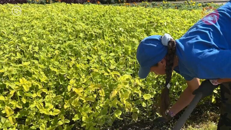 🌿 Лимонное, самшитовое и миртовое деревья можно найти в теплицах уссурийского питомника «Роза»
