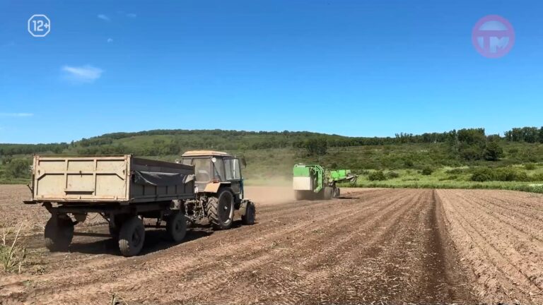 🥔 Урожайность раннего картофеля увеличилась в Приморье