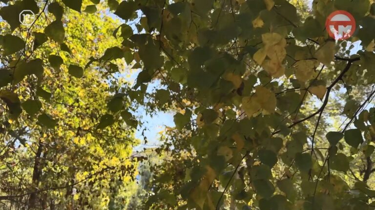 ☀️ В первую неделю октября в Уссурийске сохранится по-летнему тёплая погода