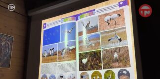 🐦 От журавлей до альбатросов: в Уссурийске представили уникальный атлас-определитель птиц Приморья