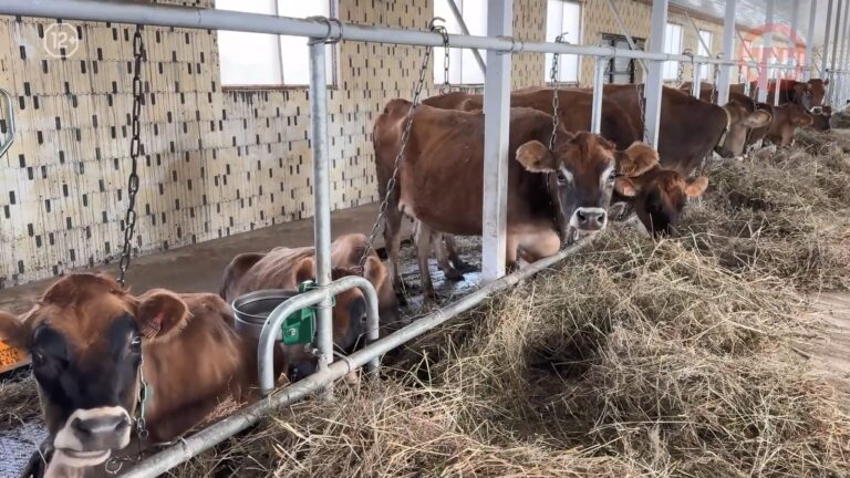 🐄 Государственные гранты помогают развитию сельского хозяйства в Приморье
