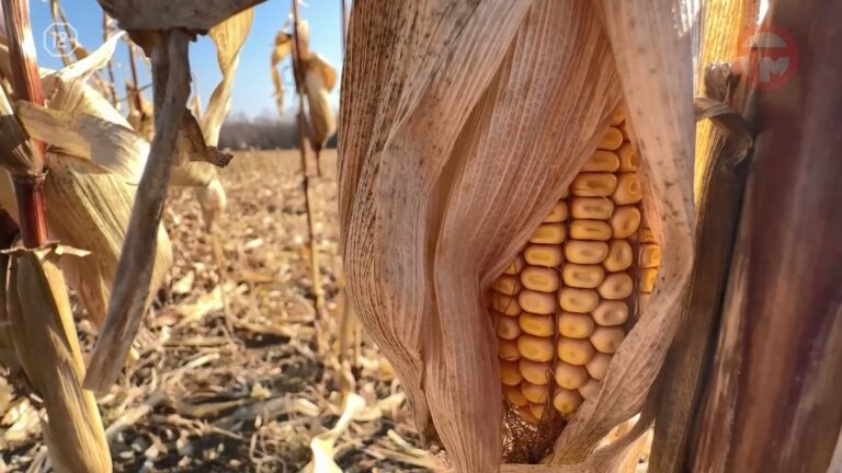 🌽 В Уссурийском округе аграрии заканчивают сбор кукурузы