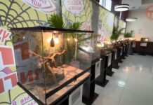 🦎 Страшно прекрасные: в Уссурийске открылась выставка пауков и рептилий! 🕷
