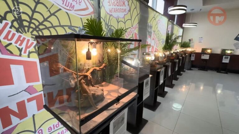 🦎 Страшно прекрасные: в Уссурийске открылась выставка пауков и рептилий! 🕷