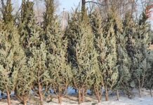 π² ΠΡΠΎΠ΄Π°ΠΆΠ° Π½ΠΎΠ²ΠΎΠ³ΠΎΠ΄Π½ΠΈΡ
ΡΠ»ΠΎΠΊ ΠΏΡΠΎΠ΄ΠΎΠ»ΠΆΠ°Π΅ΡΡΡ Π² Π£ΡΡΡΡΠΈΠΉΡΠΊΠ΅