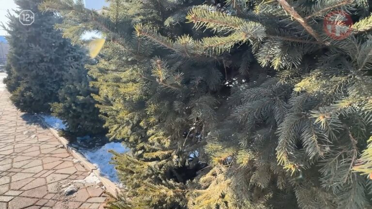 ☀️ Погода на выходные: морозно, но без осадков