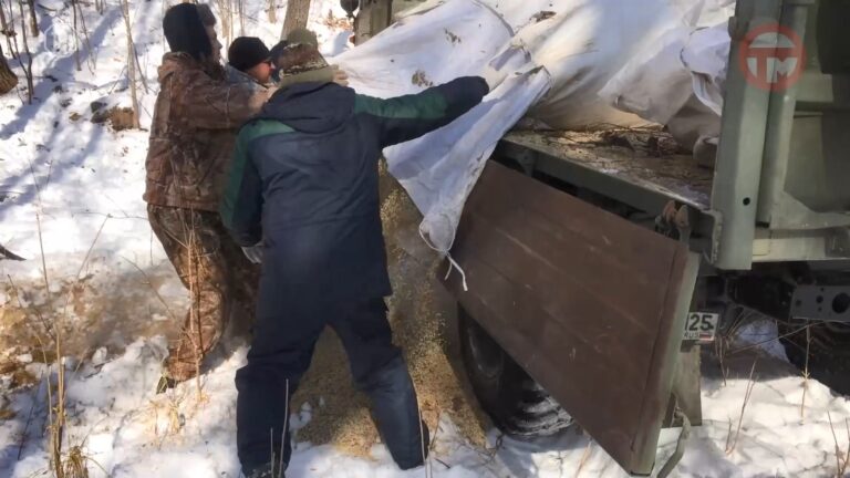 🦌 Подкормку диких животных и птиц проводят охотники Уссурийска