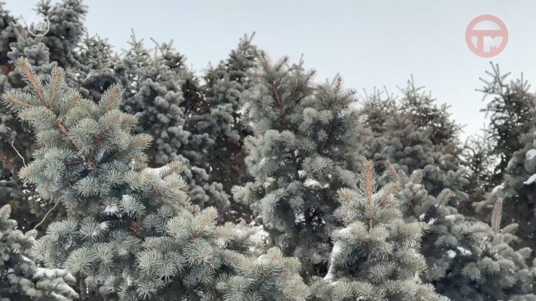 🌡 Потеплеет на этой неделе в Уссурийске