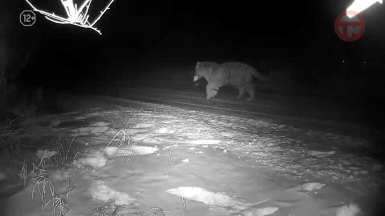 🐅 За тигром из Улитовки наблюдают ветеринары — у зверя травмирована лапа