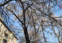 ☁️ Осадки подпортят погоду в Уссурийске: на субботу синоптики передают снег с дождём