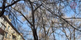 ☁️ Осадки подпортят погоду в Уссурийске: на субботу синоптики передают снег с дождём