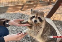 🐾 Экскурсии, квесты и викторины о животных — до пятого апреля