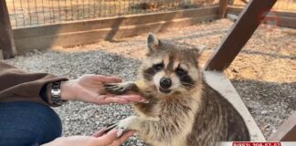 🐾 Экскурсии, квесты и викторины о животных — до пятого апреля