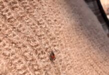 💉 Сезон охоты открыт, и в роли жертвы — человек