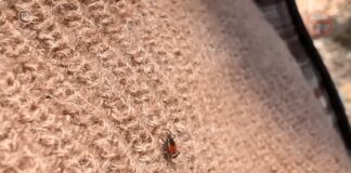 💉 Сезон охоты открыт, и в роли жертвы — человек