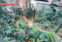 ✔️ Мини-плантацию конопли ликвидировала полиция Приморья