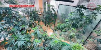 ✔️ Мини-плантацию конопли ликвидировала полиция Приморья