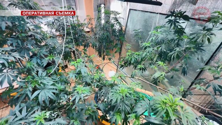 ✔️ Мини-плантацию конопли ликвидировала полиция Приморья