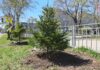 🌳 Программа по озеленению улиц стартовала в Уссурийске