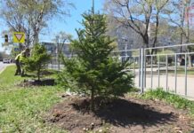 🌳 Программа по озеленению улиц стартовала в Уссурийске