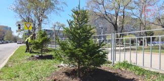 🌳 Программа по озеленению улиц стартовала в Уссурийске