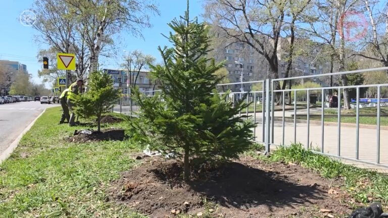 🌳 Программа по озеленению улиц стартовала в Уссурийске