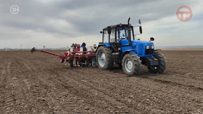 🌽 70 гибридов кукурузы посеяли под Уссурийском
