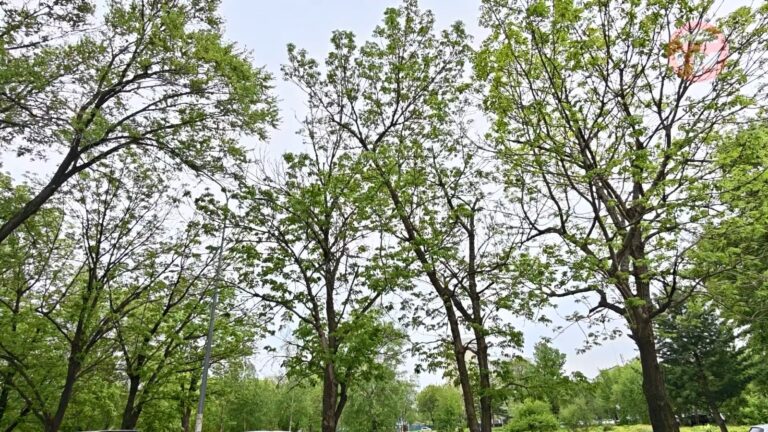 Погода испортится в четверг, 28 мая. ⛈