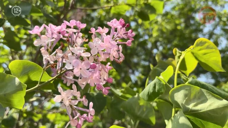 🌡 Непогода приближается к Приморью