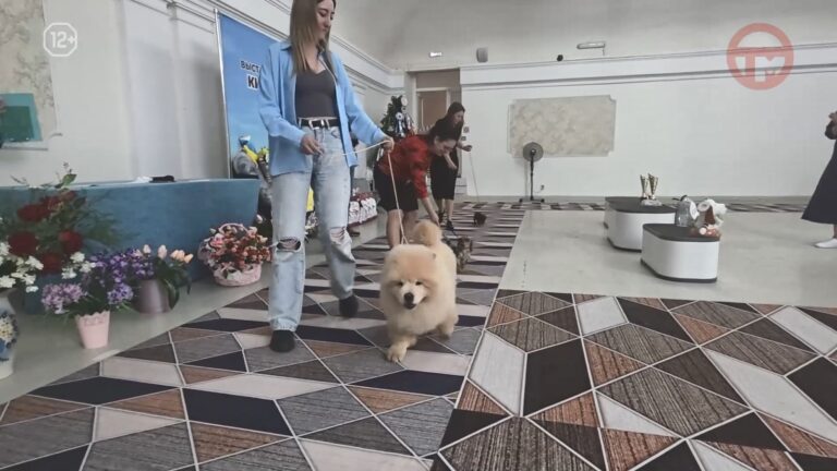 🐕 Четвероногие чемпионы на уссурийском ринге