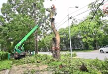 ✔️ В Уссурийске проводят санитарную обрезку и выкорчёвывание деревьев