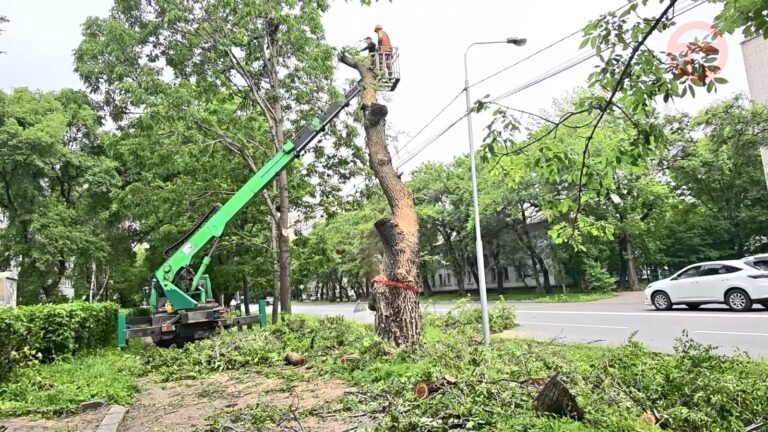 ✔️ В Уссурийске проводят санитарную обрезку и выкорчёвывание деревьев