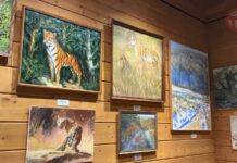 🐅 Хозяин тайги в красках: в Уссурийске открылась выставка картин об амурском тигре