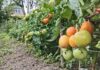 🌱 23-е июля в календаре отмечен как День дачника