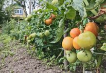 🌱 23-е июля в календаре отмечен как День дачника