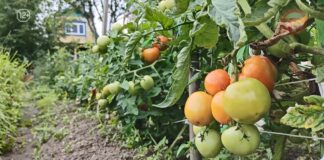 🌱 23-е июля в календаре отмечен как День дачника