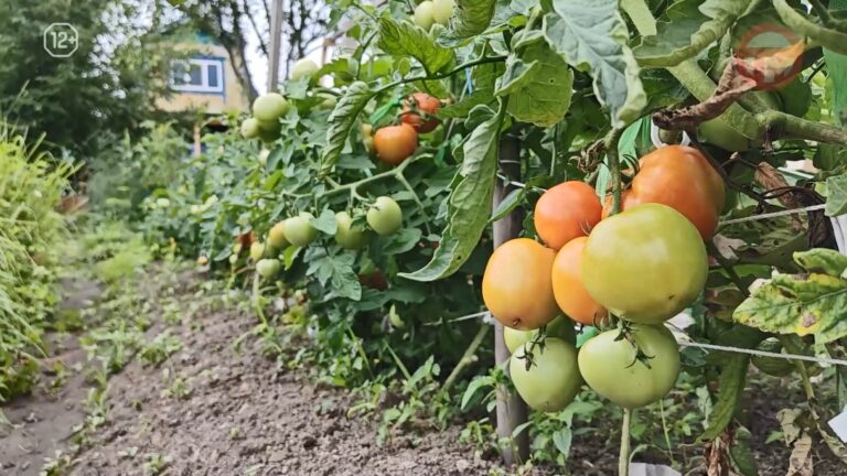 🌱 23-е июля в календаре отмечен как День дачника