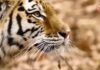 🐅 Весь мир сегодня отмечает Международный день тигра