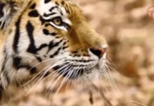 🐅 Весь мир сегодня отмечает Международный день тигра