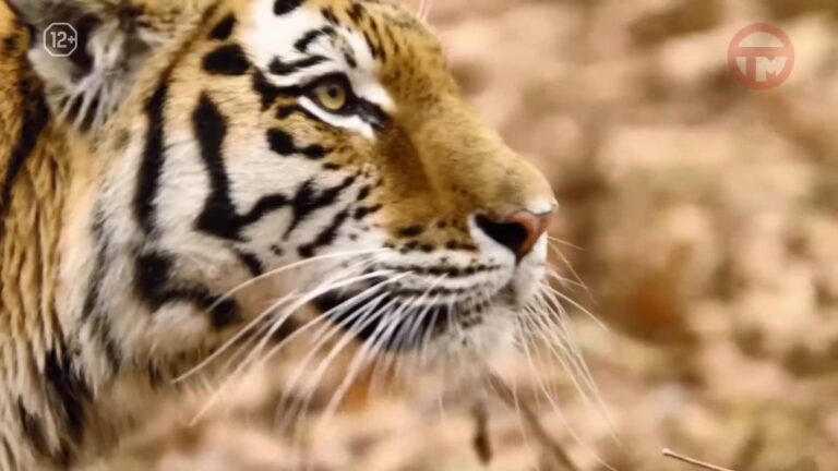 🐅 Весь мир сегодня отмечает Международный день тигра