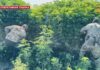 🚨 Уссурийска в списке нет — наш округ не фигурирует в сводке операции «МАК»