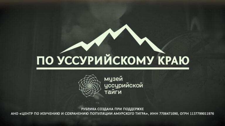🌿 «По Уссурийскому краю». Южане приморской тайги — Аралиевые.