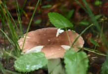 🍄 «Тихая охота» в самом разгаре